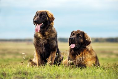 Doğada Leonberger köpekler