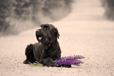 Sadık köpek