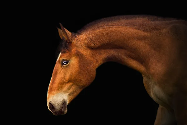 Червоний кінь з блакитними очима — стокове фото