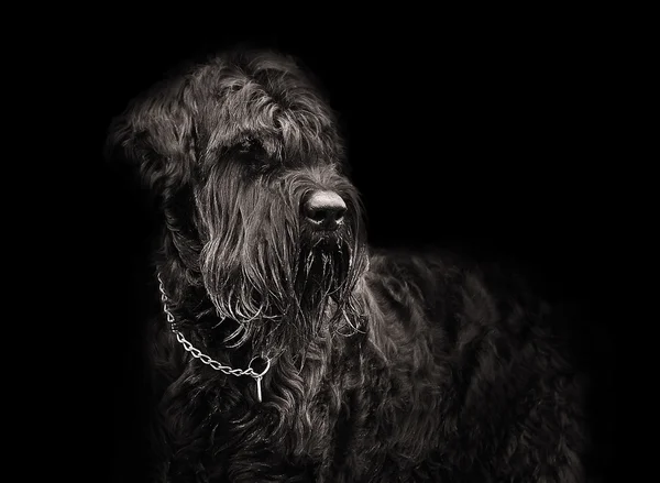 büyük siyah köpek