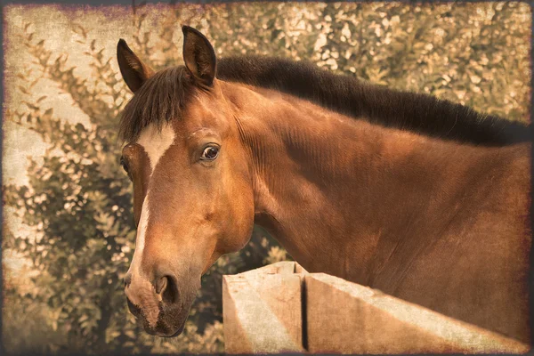 Portrett av hest – stockfoto