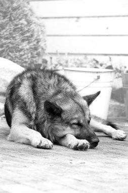 Bekçi köpeği uyur