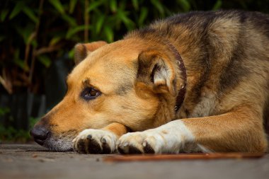 Bir büyük bekçi köpeği portresi