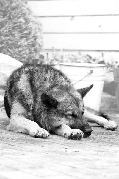 Bekçi köpeği uyur