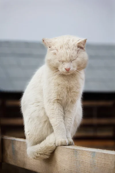 Grande gato branco — Fotografia de Stock