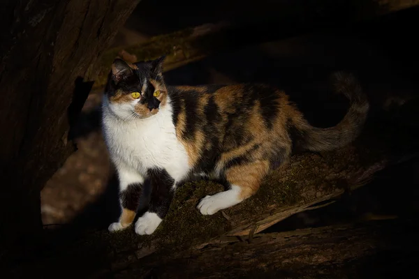 Tricolor cat — Stock Photo, Image