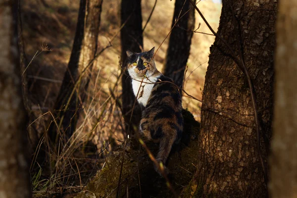 Tricolor cat — Stock Photo, Image