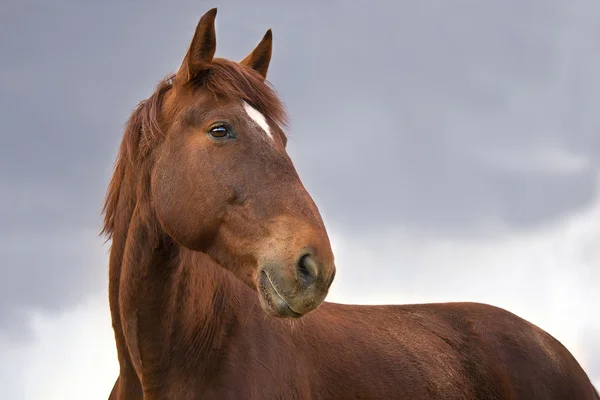Retrato de cavalo de guerra — Fotografia de Stock