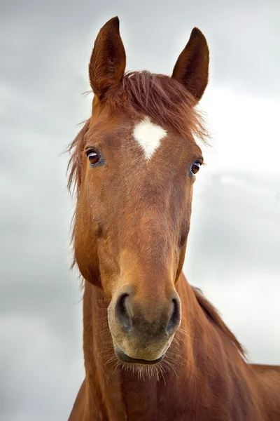 Portrait of war horse — Stock Photo, Image