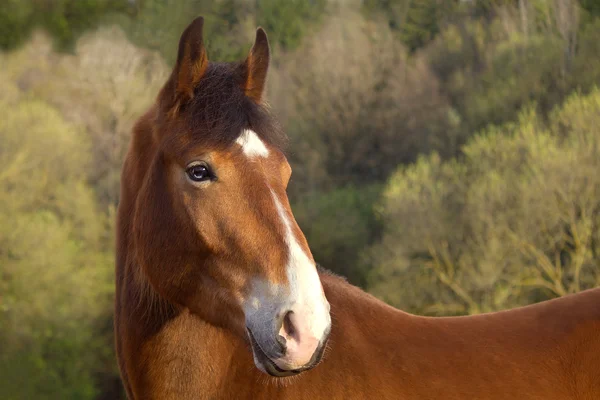 Cheval de baie aux yeux bleus — Photo