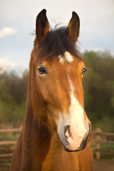 Braunes Pferd mit blauen Augen — Stockfoto