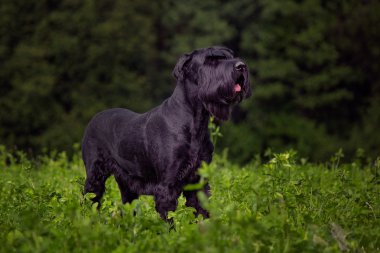 Riesenschnauzer yonca alan