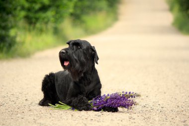 Sadık köpek lupins ile