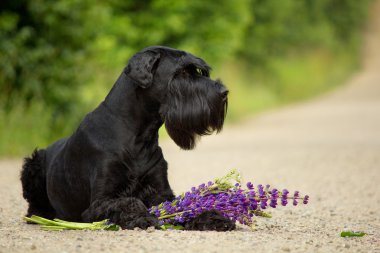 Sadık köpek lupins ile