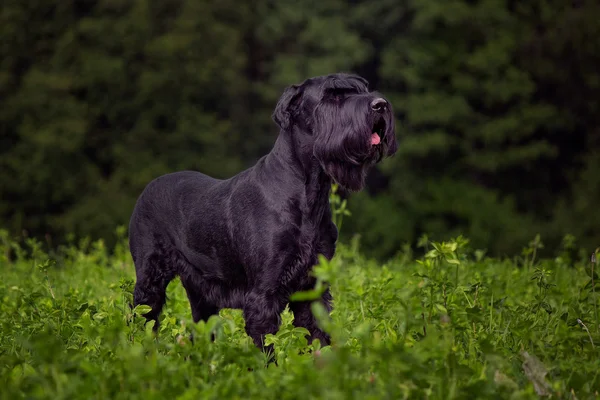 Riesenschnauzer yonca alan