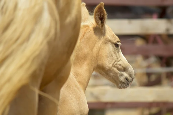 Kleines Palomino-Fohlen — Stockfoto