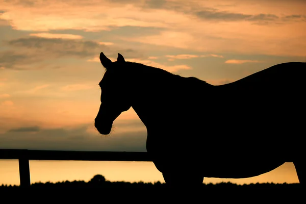 Silhouette of a horse at sunset — Stock Photo, Image