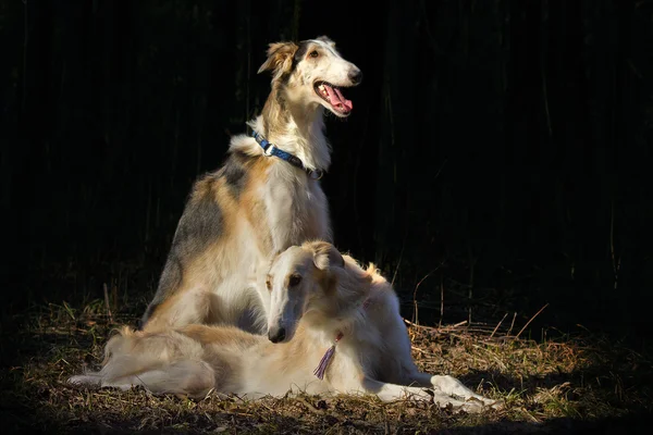 Dva psi ruské vlkodavů na zastavení — Stock fotografie