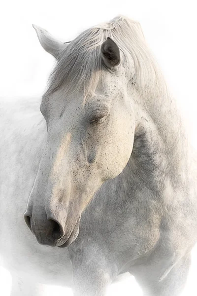 Retrato de um cavalo cinza sobre um fundo branco — Fotografia de Stock