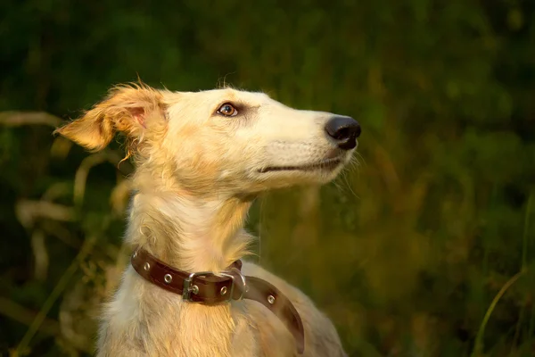 Porträtt av en jakt hundvalp — Stockfoto