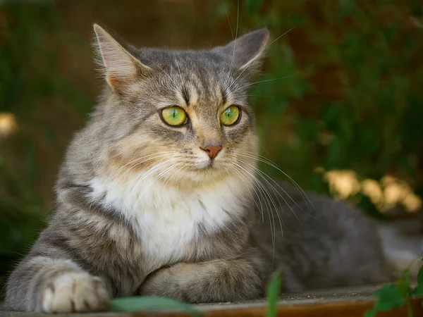 マウスを待っている猫 — ストック写真