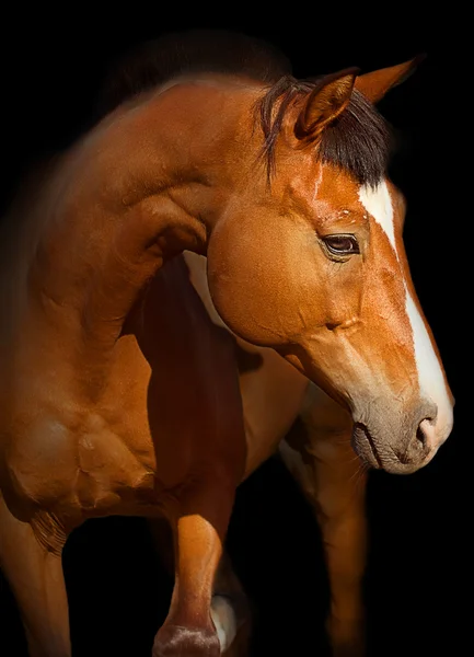 Retrato de caballo de la bahía trakehner —  Fotos de Stock