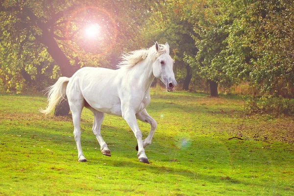 Galloping cavallo bianco — Foto Stock