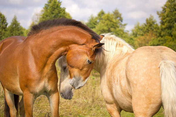 Pferdeliebe — Stockfoto