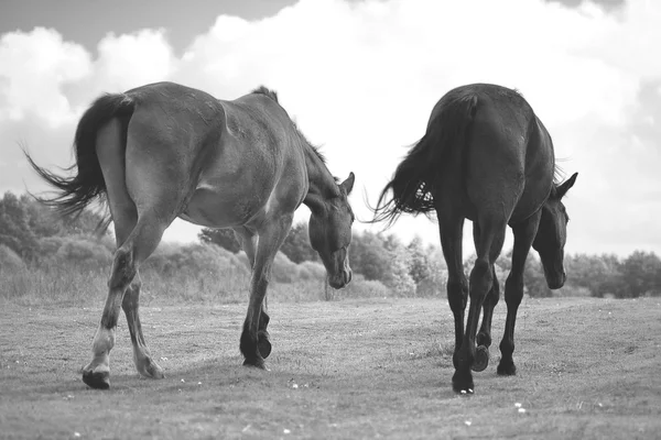 Двоє коней схожі на батут — стокове фото