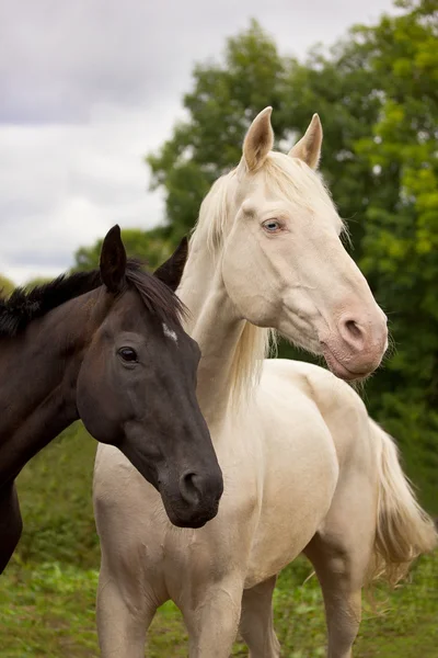 Los caballos se parecen a Yin y Yang. — Foto de Stock