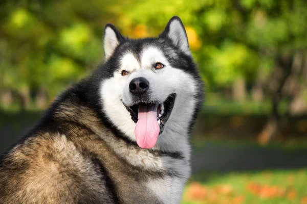 Retrato de Malamute do Alasca — Fotografia de Stock