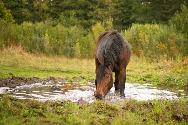 Young horse drinking from a puddle — Stock Photo, Image