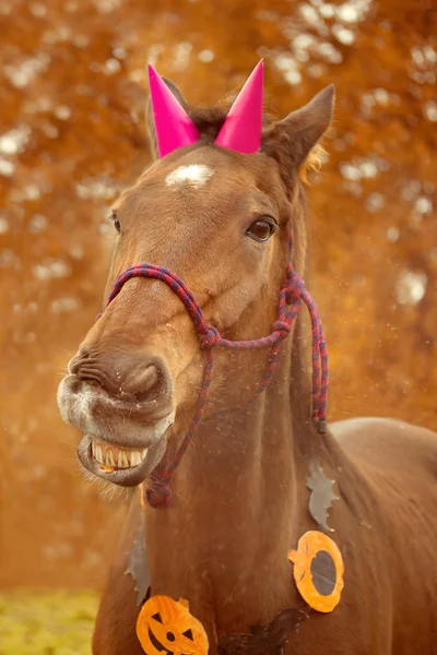 Cadılar Bayramı atı ile