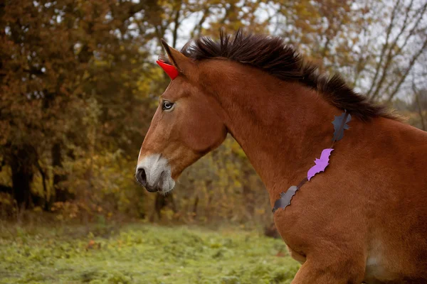 Portret van rode Halloween paard — Stockfoto