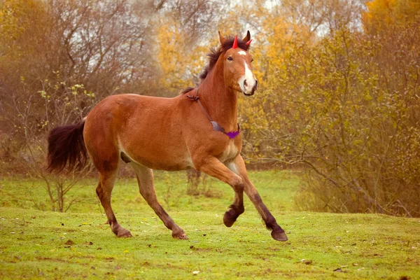 Cavallo rosso di Halloween al galoppo — Foto Stock