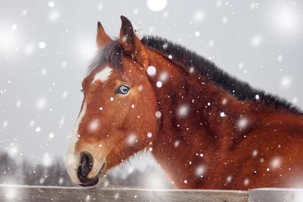 Porträt von Weihnachten rotes Pferd — Stockfoto