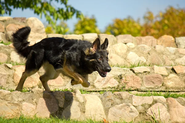 German Shepherd exécute les commandes — Photo