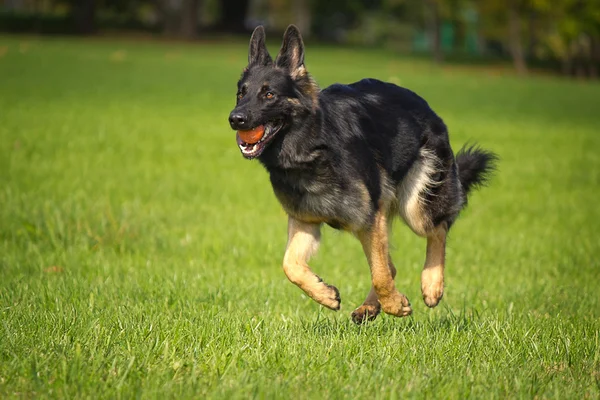 Schäferhund führt Befehle aus — Stockfoto