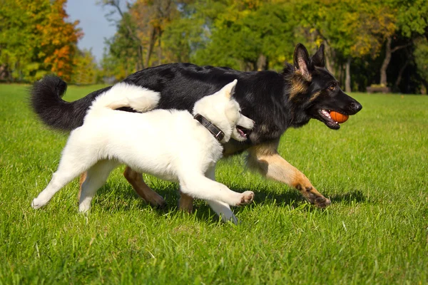 Berger allemand jouant avec un chiot — Photo