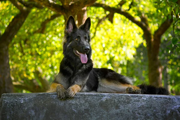 German Shepherd executes commands — Stock Photo, Image