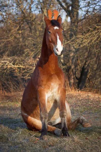 Karácsonyi ló mint szarvas — Stock Fotó