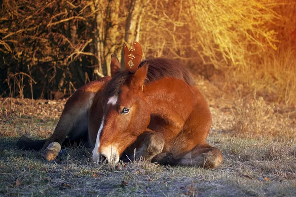シカのようにクリスマスの馬 — ストック写真