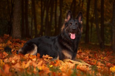 bir Alman çoban'ın sonbahar portresi