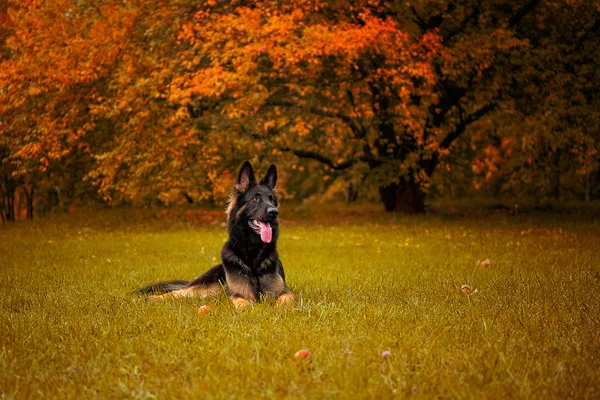Portrait d'automne d'un berger allemand — Photo