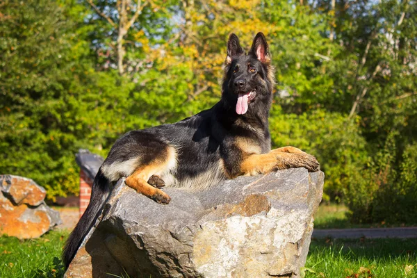 Autumn portrait of a German Shepherd — Stock Photo, Image