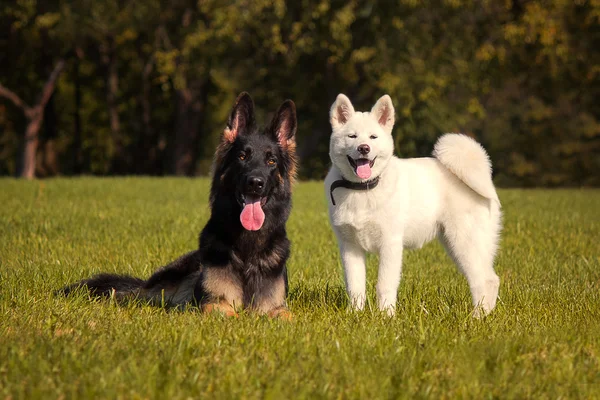 German Shepherd playing with a puppy — Stock Photo, Image