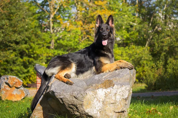 Portrait d'automne d'un berger allemand — Photo