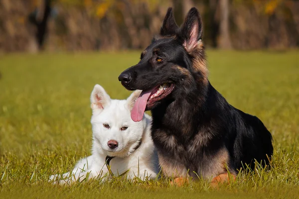독일 셰퍼드 강아지와 놀고 — 스톡 사진