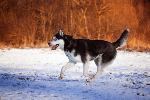 Sibiřský husky na procházce v lese — Stock fotografie