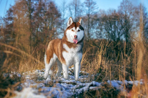 Siberian husky na spacer w lesie — Zdjęcie stockowe